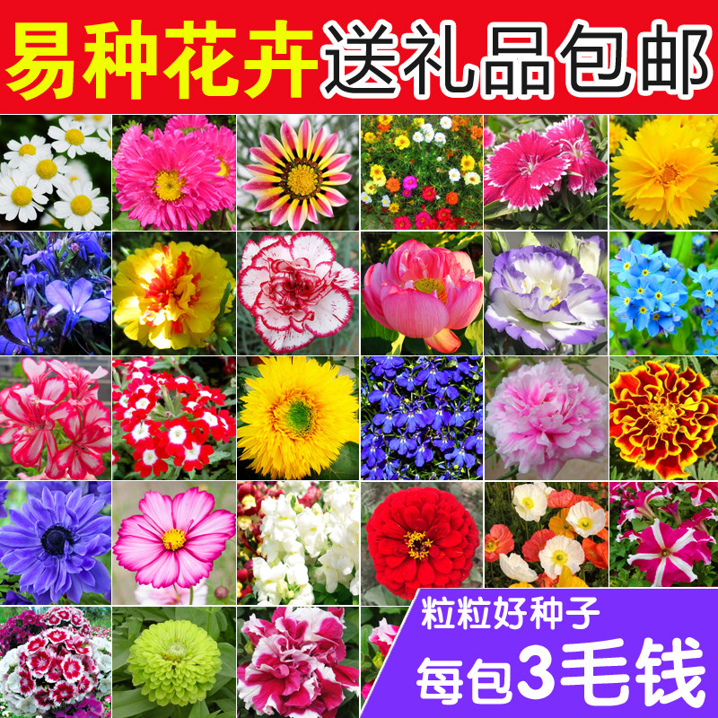 花种子大全合集四季种易活阳台盆栽花卉种籽组合套餐花籽花子包邮