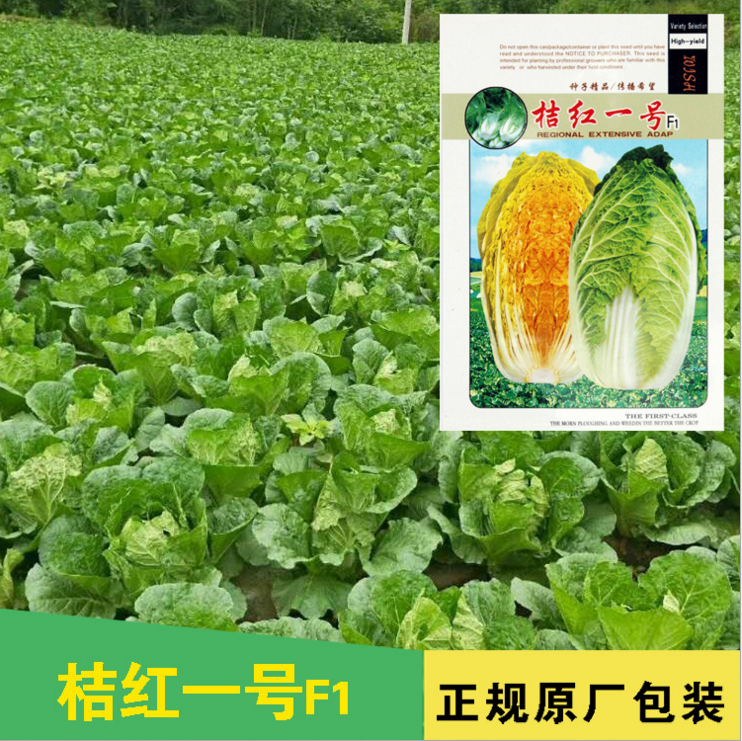 红心大白菜种子 四季蔬菜种子秋季种 高产杂交大白菜种子菜籽春播