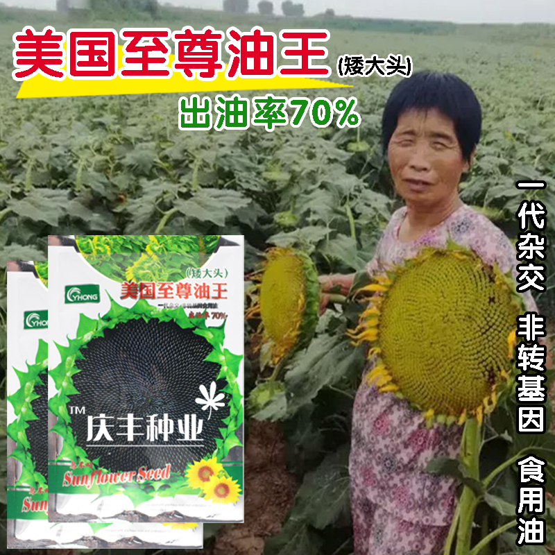 油王矮大头 高油王油满多 榨油油葵向日葵种子葵花籽 出油率高 鲜花速递/花卉仿真/绿植园艺 家庭园艺种子 原图主图