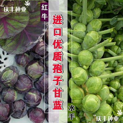 蔬菜富兰克林紫色红牛抱子甘蓝