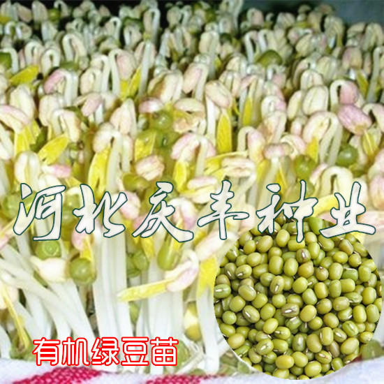 有机绿豆苗芽苗菜种子豆芽机芽菜