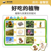 幼儿园小中大班益智区认识植物与果实春天区角材料环创自制教玩具