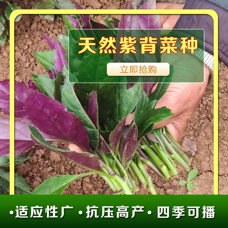 紫背菜种子蔬菜种子观音菜血皮菜种子保健蔬菜菜种
