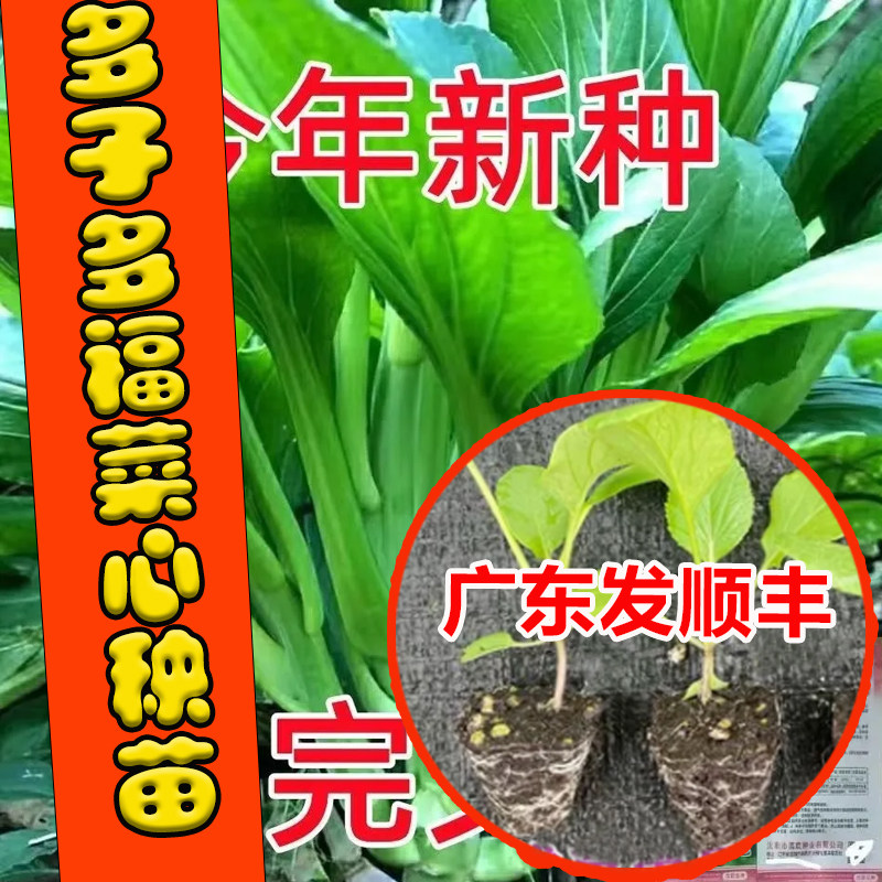多子多福甜菜心苗 多子多福多枝连续多次采摘蔬菜苗
