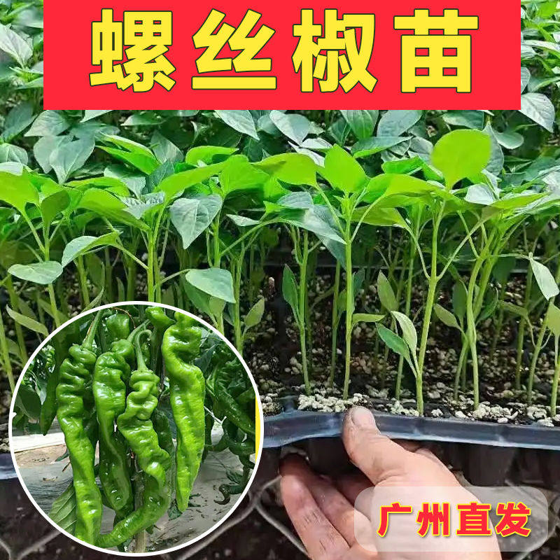 螺丝椒辣椒苗高产香辣特大辣椒种籽螺丝椒薄皮南方盆栽蔬菜苗秧孑