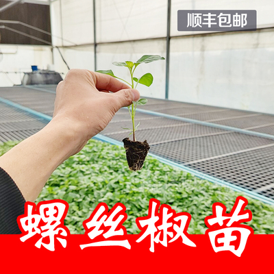 螺丝椒辣椒苗  香辣特大辣椒种籽螺丝椒薄皮南方