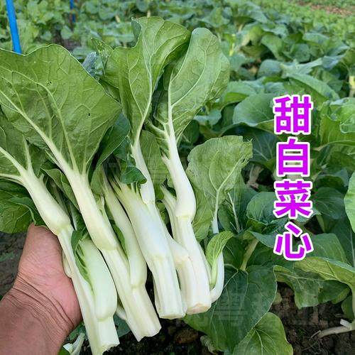 港种甜白菜芯苗中早熟菜味甜纤维少苔粗菜农菜场大田种蔬菜苗,农用物资,蔬菜种子/种苗,淘宝优惠券,粉丝福利购,淘宝优惠卷