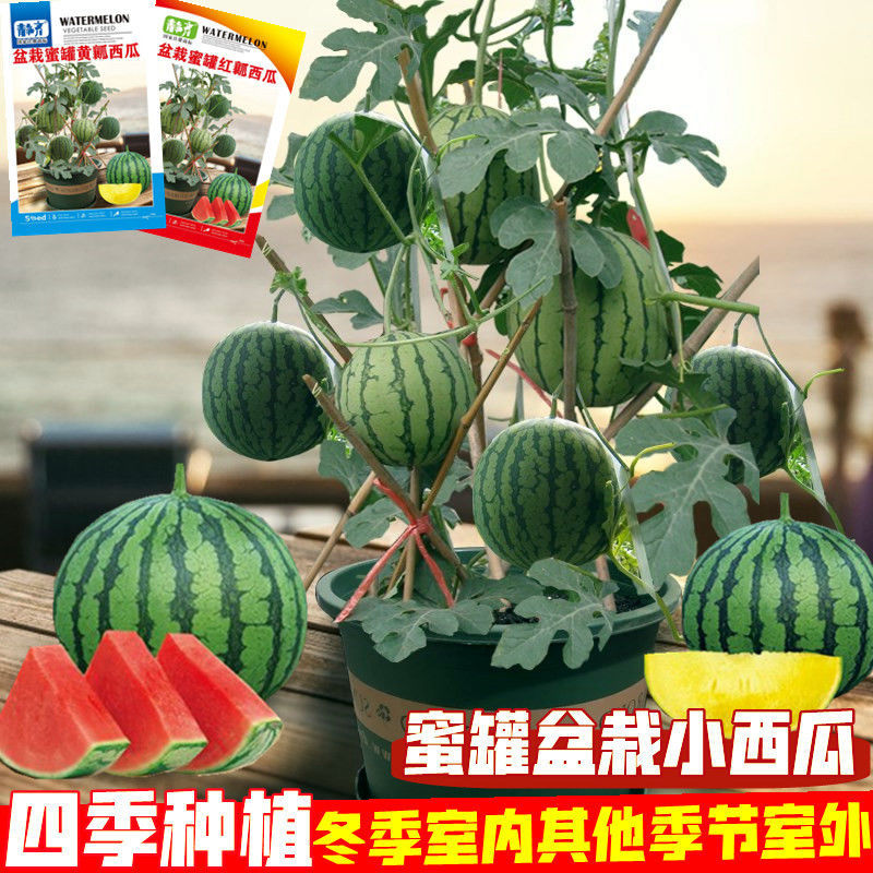 盆栽蜂蜜小西瓜种子薄皮红壤无籽西瓜种子四季播阳台盆栽水果种子