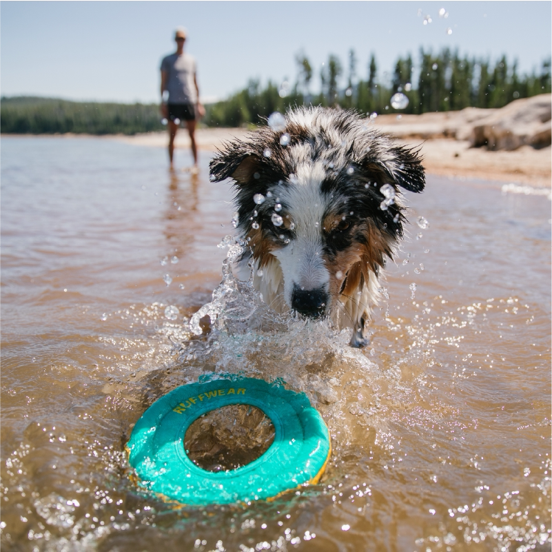 拉夫威尔好飞好浮浪客狗狗海滩互动水上飞盘金毛边牧中大型犬玩具