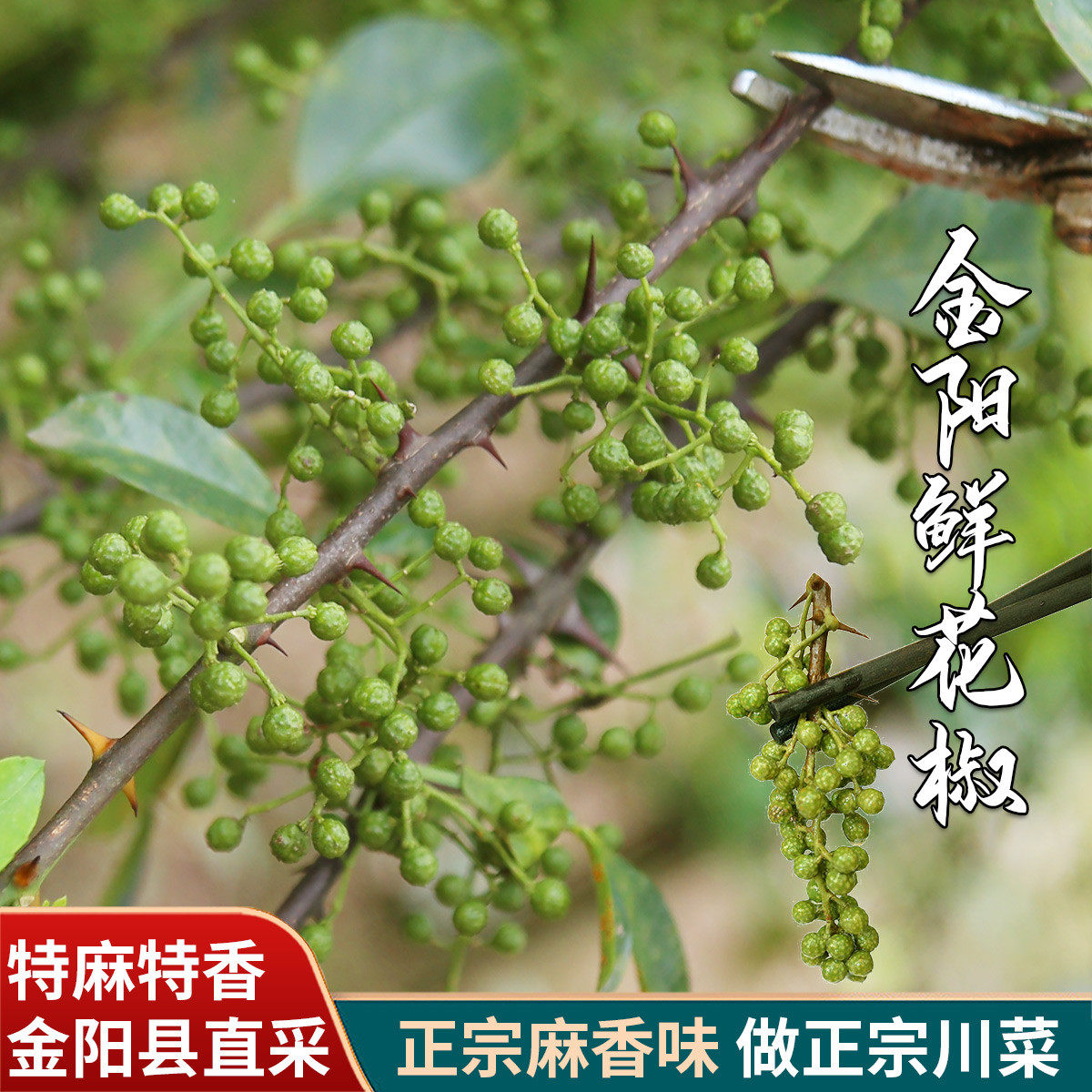 四川金阳特产350g 新鲜花椒 保鲜特麻藤椒 生青花椒麻椒