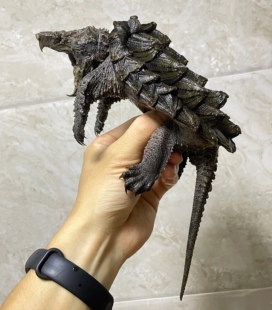 真大鳄龟严全镇宅神兽拉丝质感辟认主易存活宠物龟会钓鱼活物