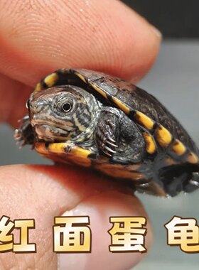 精品红面蛋龟红面招财龟鱼缸宠物观赏活体小乌龟闭壳龟红面泥龟苗
