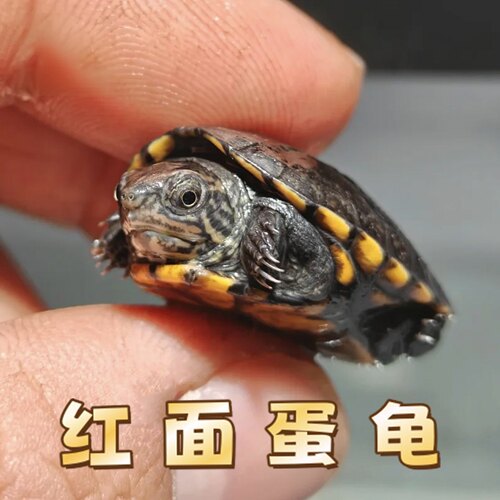 精品红面蛋龟红面招财龟鱼缸宠物观赏活体小乌龟闭壳龟红面泥龟苗