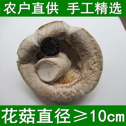 大花菇10cm以上农家特产剪脚非椴木楼天白冬菇上大香菇蘑菇菌