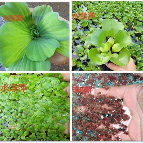 水葫芦 水芙蓉 水浮萍珊瑚萍水葫芦水草鱼缸鱼塘水养龟鱼虾水池净 - 封面