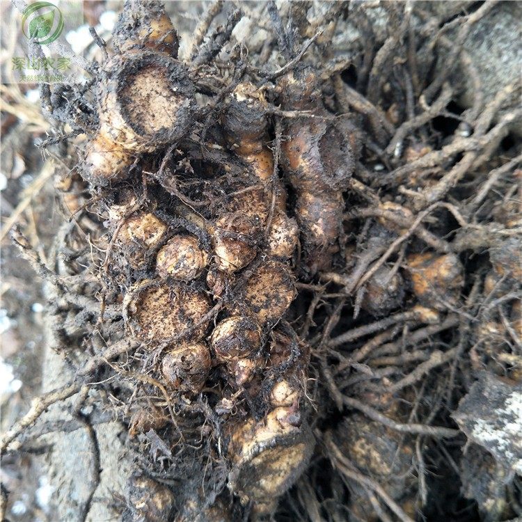 阳荷洋荷姜种根种苗种子蘘荷元藿茗荷阳藿种洋火姜种莲花姜洋合笋