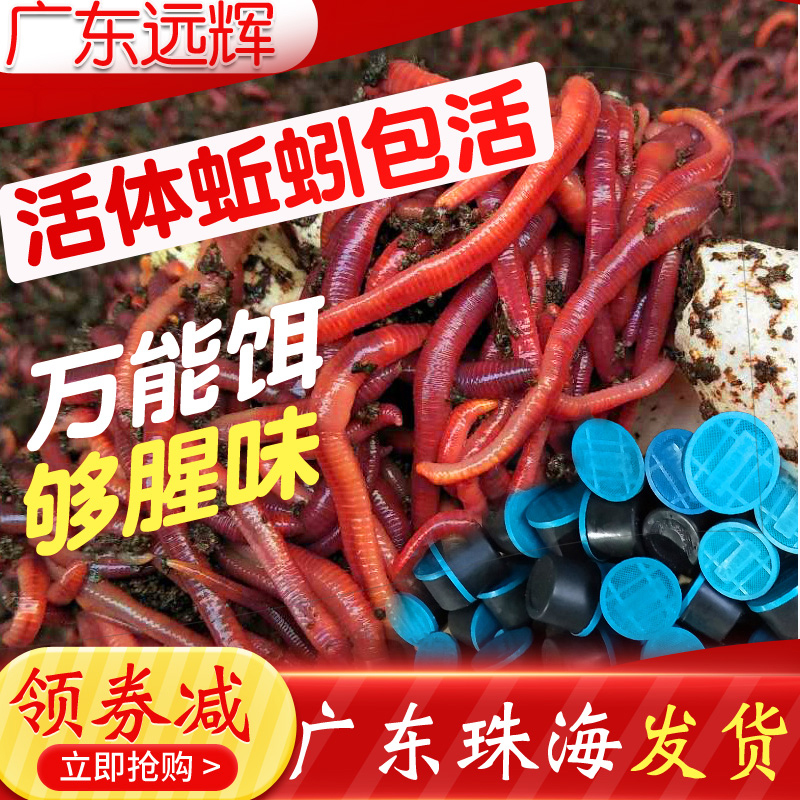 广东发货盒装钓鱼大平活饵蚯蚓