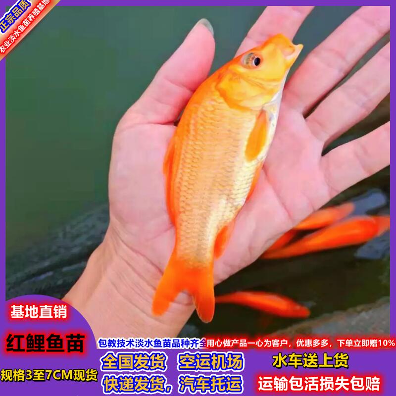 红鲤鱼苗淡水食用兴国红鲤养殖