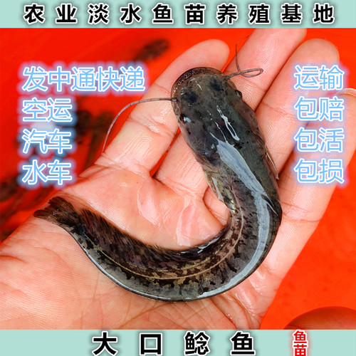 优质南方大口鲶鱼苗河土六须二