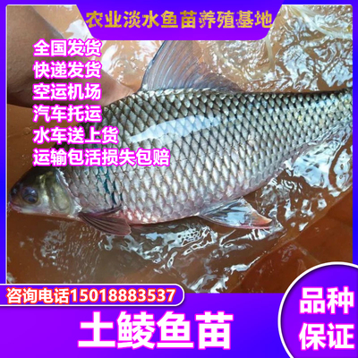 淡水活体本地包邮土鲮鱼