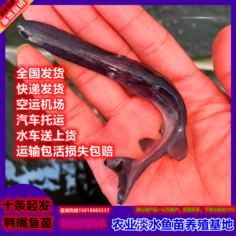 路亚淡水鱼养殖鱼苗鸭嘴鱼