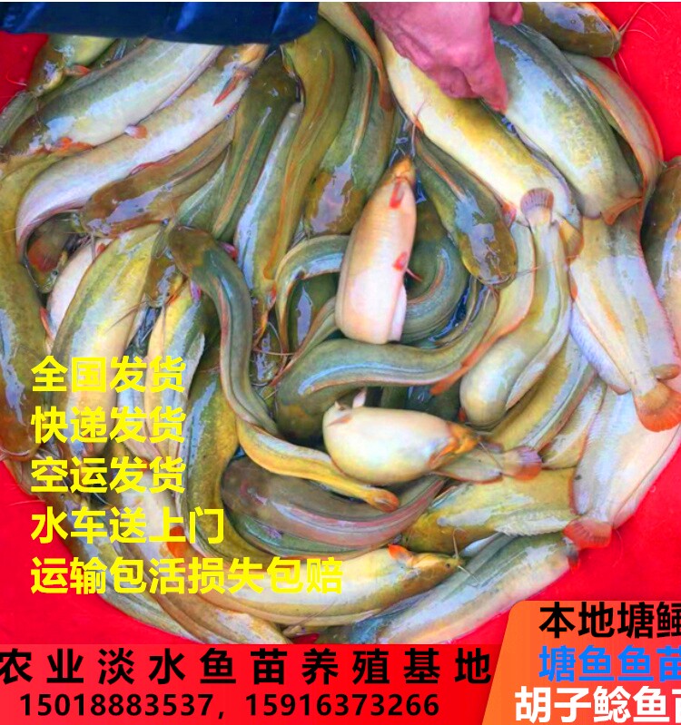 本地塘鲺鱼苗塘角鱼淡水胡子鲶鱼