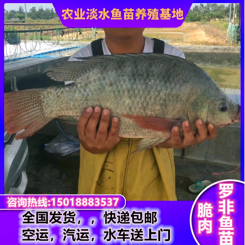 脆肉罗非鱼苗淡水特大种脆肉福寿鱼苗脆肉非洲鲫鱼苗活体鱼苗养殖