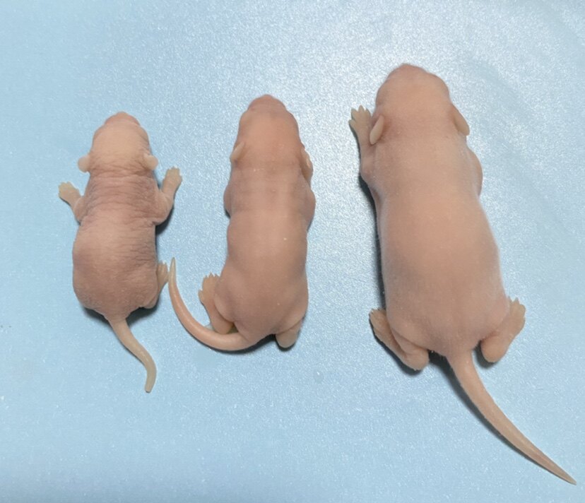 坐鱼自家鼠厂 冰冻乳鼠小白鼠红皮粉皮白霜