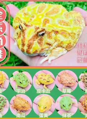 活体宠物南美角蛙全系钟角霸王非牛小丑蝴蝶变异