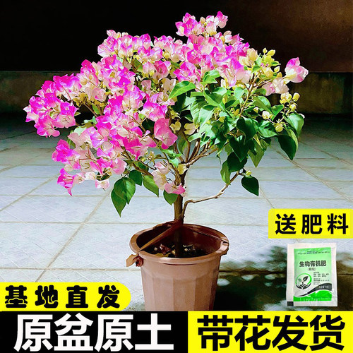 三角梅带花盆栽绿樱爬藤老桩红缨大苗四季开花卡亚塔阳台植物