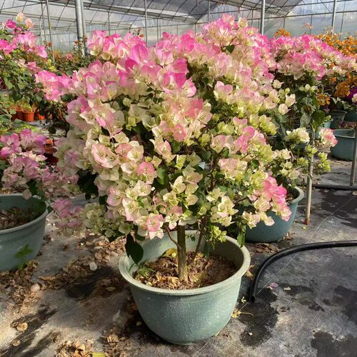 三角梅盆栽带花绿樱红缨大棵老桩