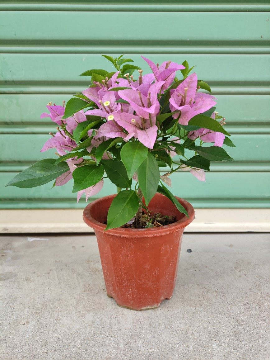 新加坡大宫粉三角梅带花四季开花老桩爬藤阳台庭院植物
