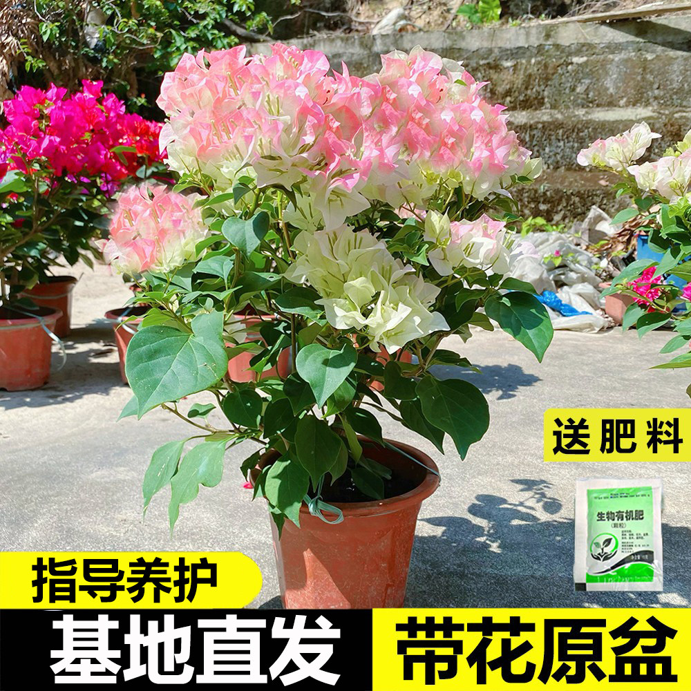 三角梅盆栽带花爬藤老桩四季易活图片