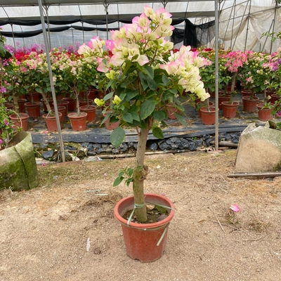 绿樱三角梅棒棒糖高杆带花发货