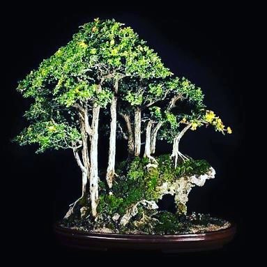 空哥收集中外丛林式盆景图片集(盆景学习必备资料)