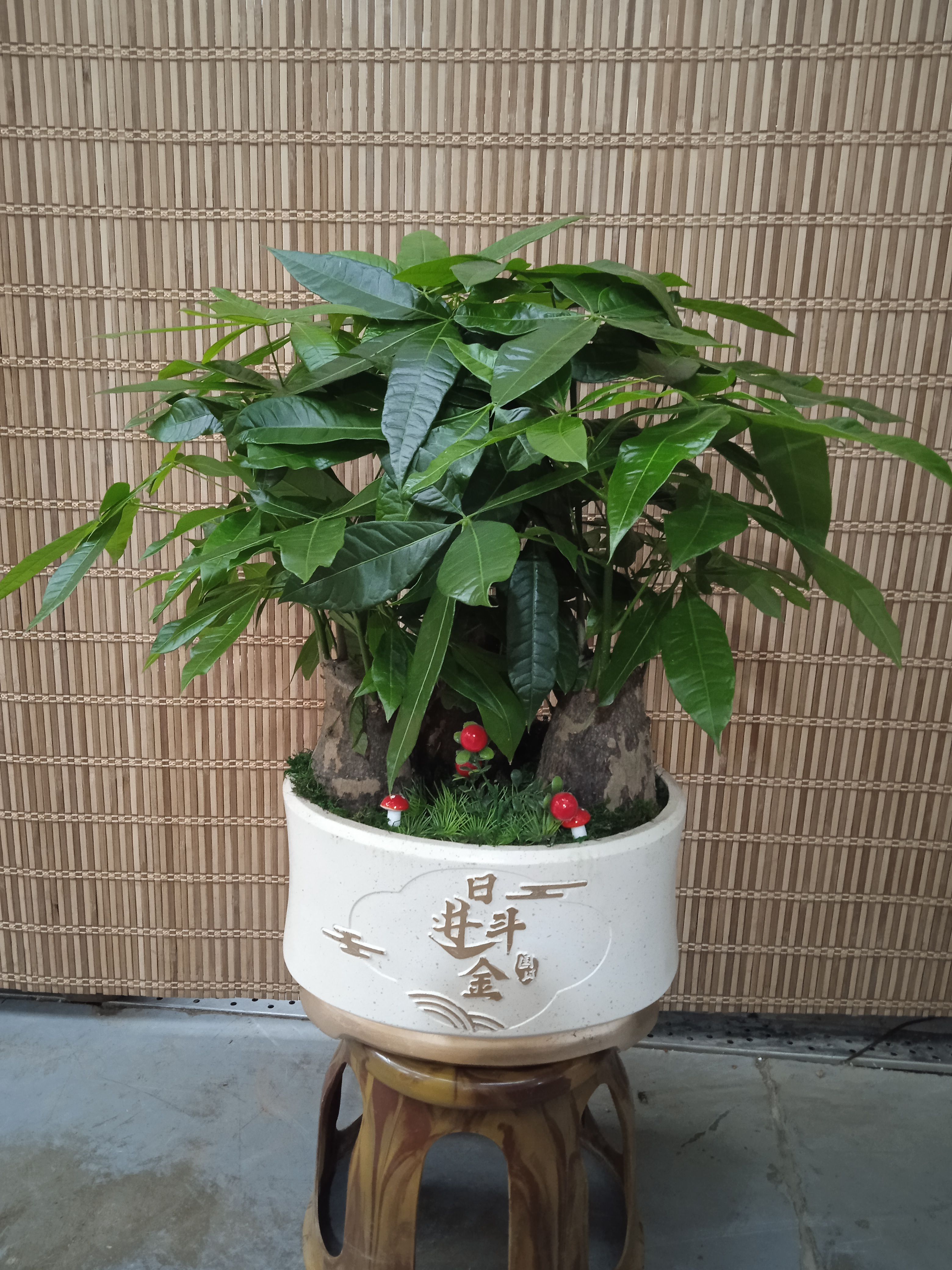 发财树盆景【财源滚滚款】开业送礼乔迁新居植盆景大吉生意兴隆
