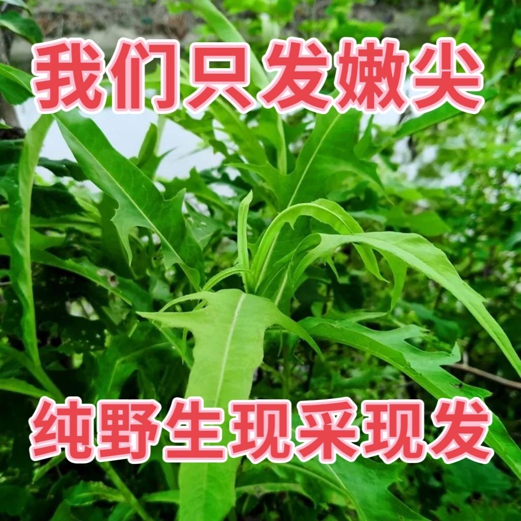 次日达 野生 现摘现发 新鲜1斤曲麻菜 苦麻菜 苦叶菜 大叶曲曲菜