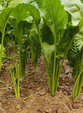 次日达上门送货农家现摘现发1斤新鲜莙荙菜君子菜牛皮菜根达菜