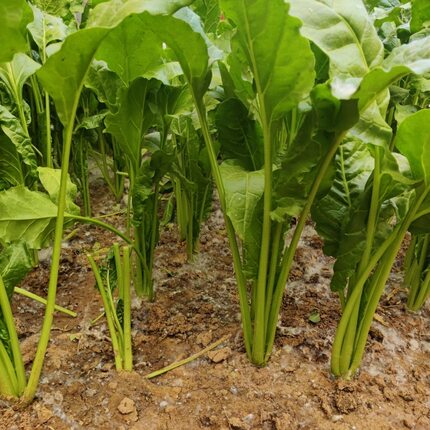 次日达上门送货农家现摘现发1斤新鲜莙荙菜君子菜牛皮菜根达菜