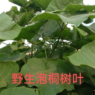 次日达 野生现摘现发 新鲜1斤 梧桐树叶  泡桐树叶子