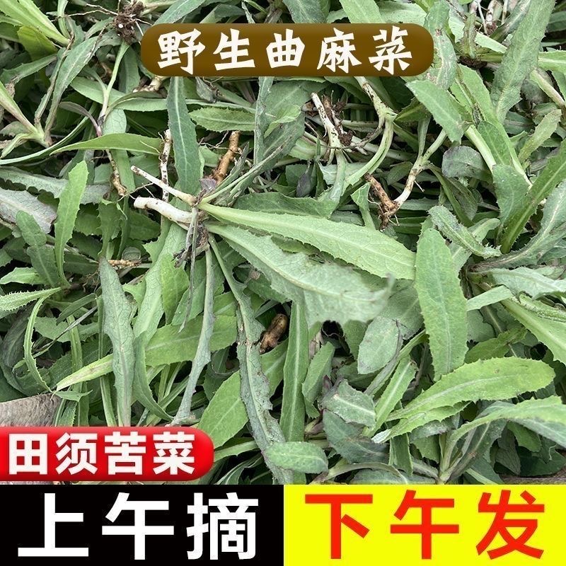 次日达 上门送货 1斤现摘现发野生新鲜曲麻菜苦麻菜苦苣菜曲曲菜