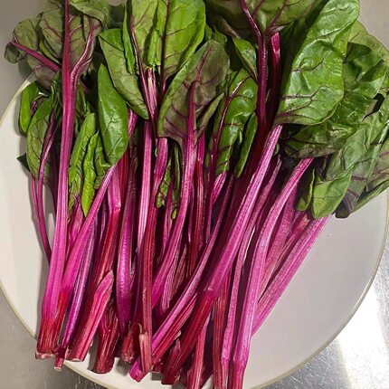 次日达 新鲜 现摘现发2斤 红根达菜 红叶菠菜 地中海甜叶菜根