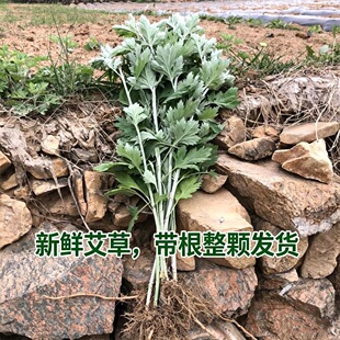 次日达 野生 现挖现发 新鲜20棵 端午艾草 艾叶整棵带根 端午艾草