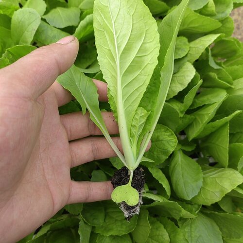 次日达 现挖现发 新鲜10棵 龙牙菜 水果白菜 龙芽菜苗