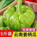 云南农家自种新鲜蔬菜现摘南瓜姜柄瓜姜扁瓜小面瓜南瓜姜饼瓜 包邮
