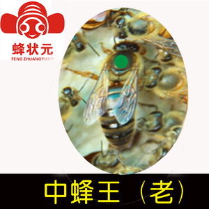 蜂状元 邱汝民 中蜂王意蜂王 人工授精 种蜂王