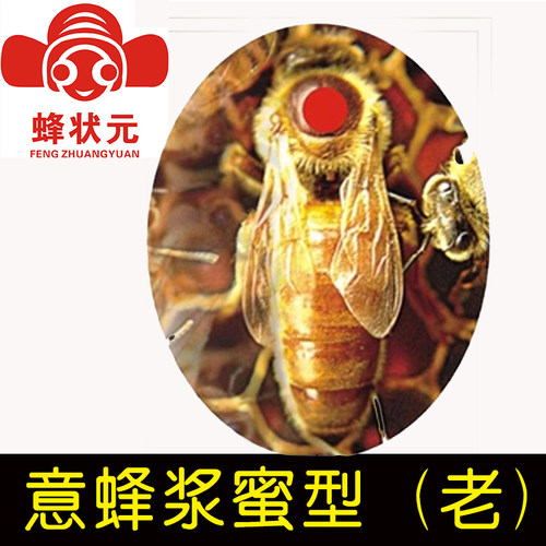 蜂状元 邱汝民 意蜂 蜜浆老王蜂王种王 蜜蜂活体种高产王FQXZ2046
