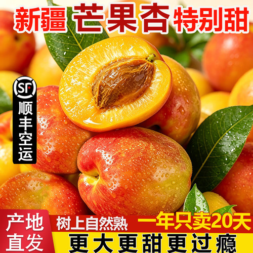 新疆阿克苏芒果杏大又甜