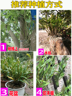 带新芽金钗石斛兰盆栽苗铁皮春石斛苗种花卉室内外可食用赤水