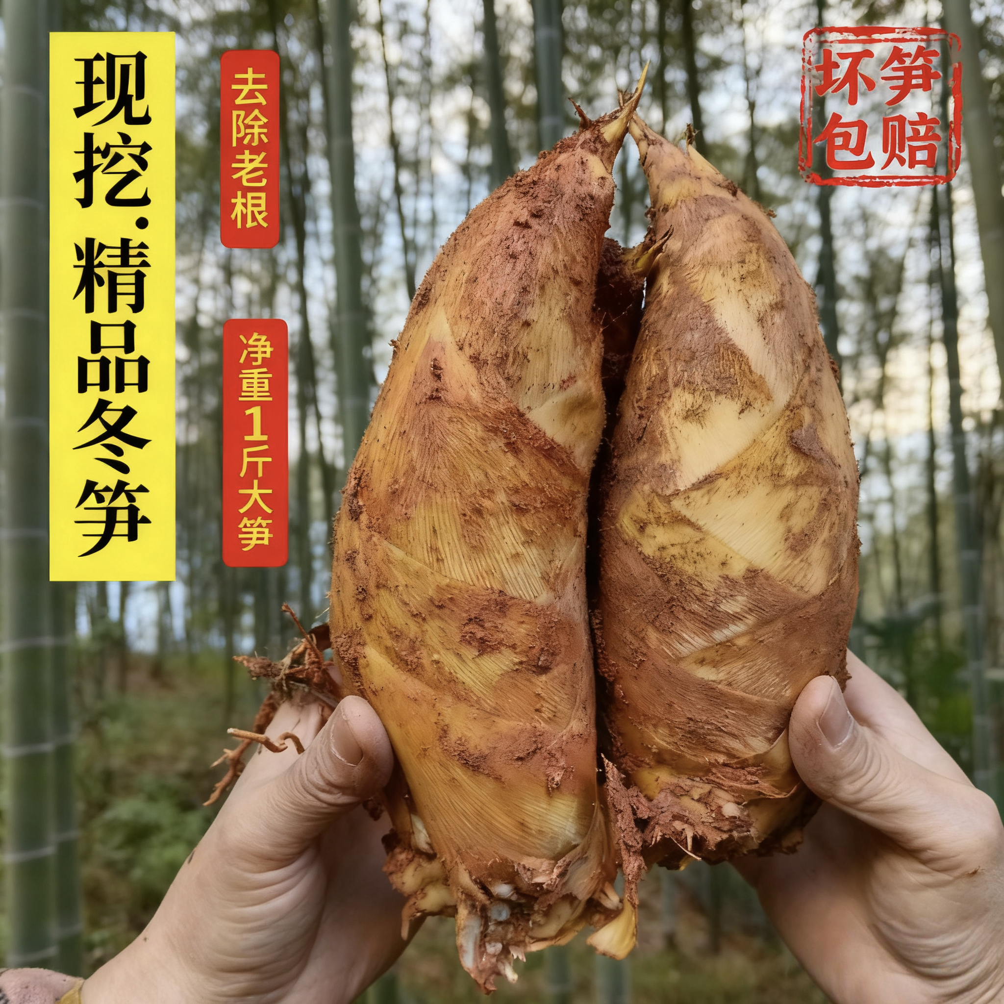 新鲜冬笋现挖笋野生鲜黄泥笋毛笋农家大冬笋子新鲜竹笋贵州赤水